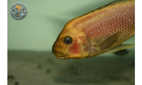 Petrochromis trewavasae